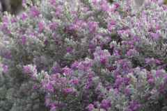 bloeiende bloemenpracht