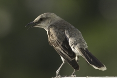 Caribische spotvogel | Tropical Mockingbird