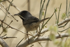 Ruppells Grasmus | Ruppells Warbler