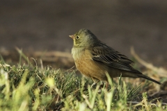 Ortolaan | Ortolan Bunting