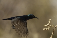 Palestijnse honingzuiger | Palestine Sunbird