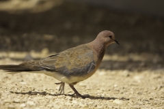Palmtortel | Laughing Dove