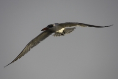 Reuzenstern | Caspian Tern