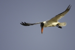 Reuzenstern | Caspian Tern