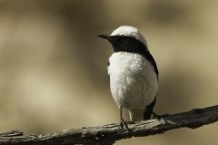 Rouwtapuut | Mourning Wheatear