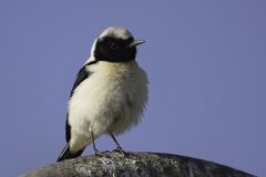 Rouwtapuut | Mourning Wheatear