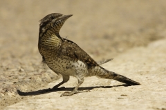 Rouwtapuut | Mourning Wheatear