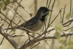 Ruppells Grasmus | Ruppells Warbler