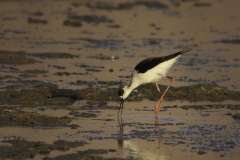 Steltkluut | Black winged Stilt