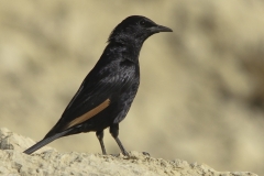 Tristamspreeuw | Tristrams Starling