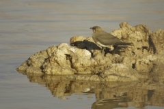 Vorkstaartplevier Pratincole