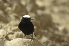 Witkruintapuit | White crowned Black Wheatear