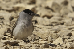 Zwartkop Eurasian Blackcap