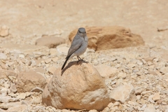 vogelreis Eilat maart 2009