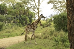 Giraffe | Giraf
