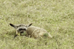 Groot oor vos | Bat eared Fox
