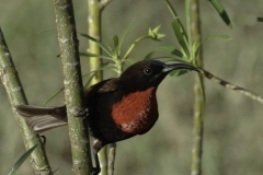 Roodborsthoning zuiger | Scarlet chested Sunbird