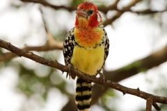 Vuurkop baardvogel | Red and Yellow Barbet