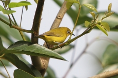 Vogels-indonesie-35